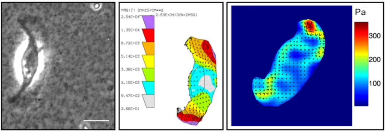 Figure 2.4. Use of elastic substrates to map tractions in migrating cells 