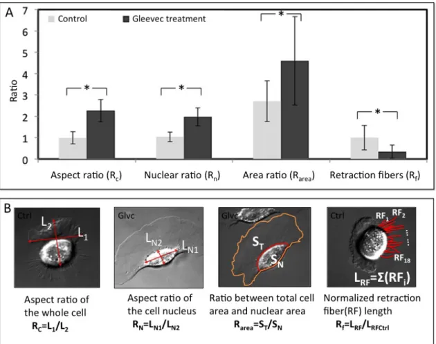 Figure  3.2.  Detailed  analysis  of  cell  morphology  changes  after  Gleevec  treatment