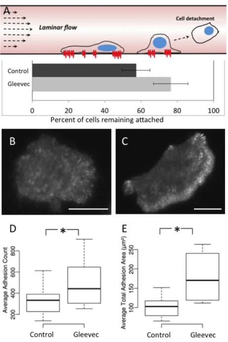Figure 3.4. Gleevec treated cells are more adhesive than control cells. A) A schematic figure  (top panel) showing the measurement of cell adhesion strength using a laminar flow system