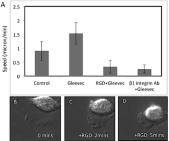 Figure 3.6. Blocking of integrin related adhesion dramatically inhibits the migration speed  of  Gleevec-treated  NBT-II  cells