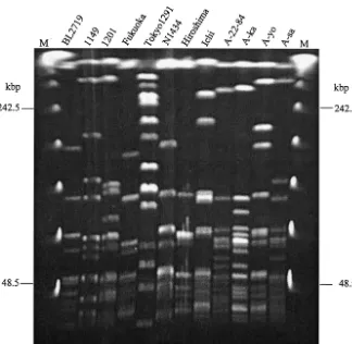 TABLE 3. Detection of superantigenic genes and streptolysin S gene (sagA) by PCR