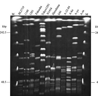 TABLE 3. Detection of superantigenic genes and streptolysin S gene (sagA) by PCR
