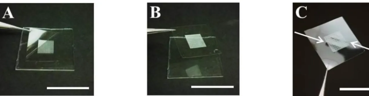 Figure 2.3. Removal of 1002F films from fabrication substrate. (A) After soaking in  deionized water for a sufficient length of time, films of micropatterned 1002F can be  removed by applying a razor blade at the film corner and then gently lifting with la