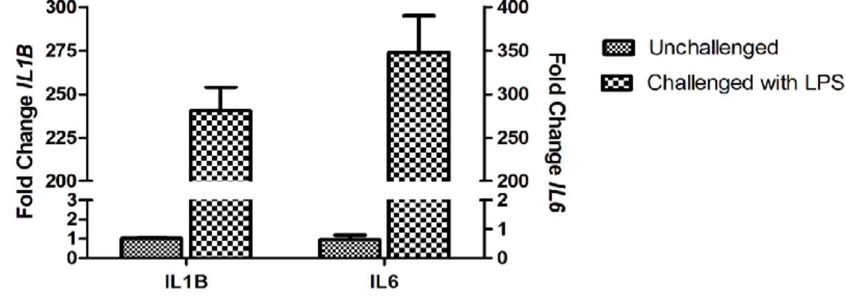 Figure 8. Transcription of IL1B,  IL6 and  IL37  in THP.1 cells  upon challenge  with E.Coli  LPS (1μg/ml) at different time points