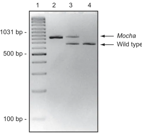 Figure 2mocha lane 3: heterozygote (of a genotyping-PCR. Using the primers described in table 1, mocha types generated a 677 bp product while both bands were clearly evident in heterozygotes, as expected