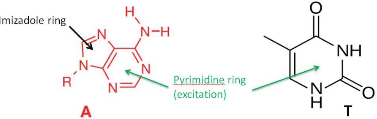 Figure  1.4.    Shown  is  the  structure  of  purine  molecules  and  pyrimidine  molecules  represented by Adenine (A) and Thymine (T), respectively
