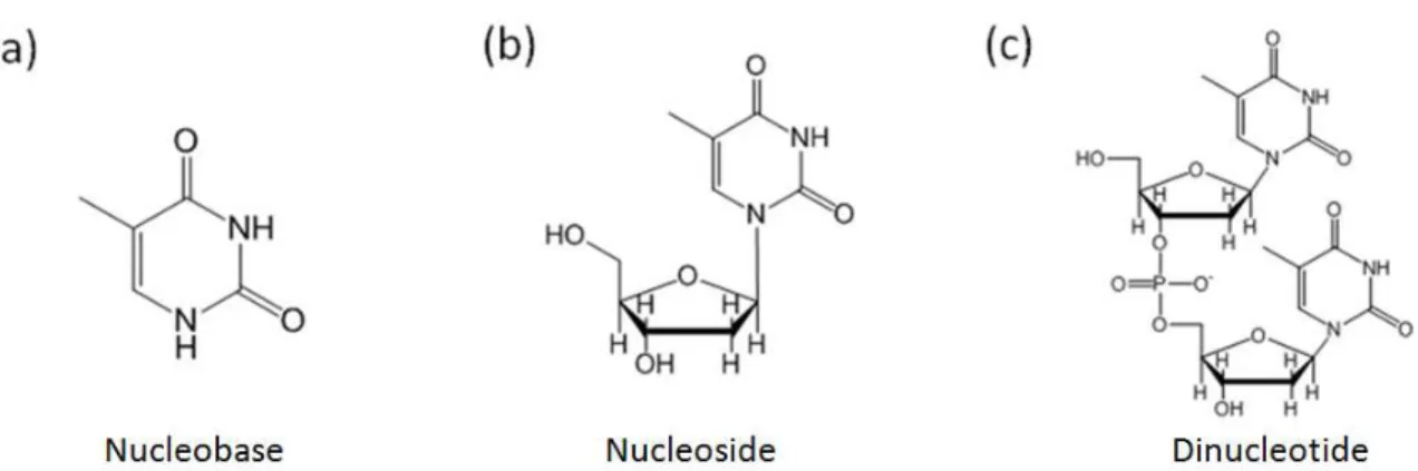 Figure  1.5.    Shown  are  the  Thymine  nucleobase,  nucleoside,  and  dinucleotide