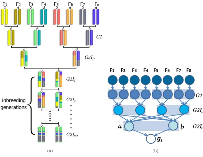 Figure 2.3: (a) Collaborative Cross breeding scheme: An example derivation of chro- chro-mosomes by recombining chrochro-mosomes from 8 ordered founders