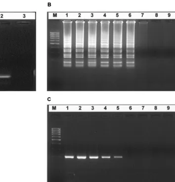 FIG. 1. (A) Agarose gel electrophoresis and restriction analysis of the RT-LAMP product of the Eladder (Sigma Genosys); 1, RT-LAMP with WN virus strain NY99; 2, RT-LAMP products digested withRNA
