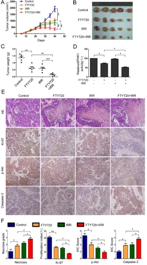 Figure 5: FTY720 sensitizes human NPC cells to radiation in nude mice xenografts. (A) Twenty days after implantation, the mice were randomly divided into groups that received FTY720, radiation, or a combination of the two, as described in the Materials and