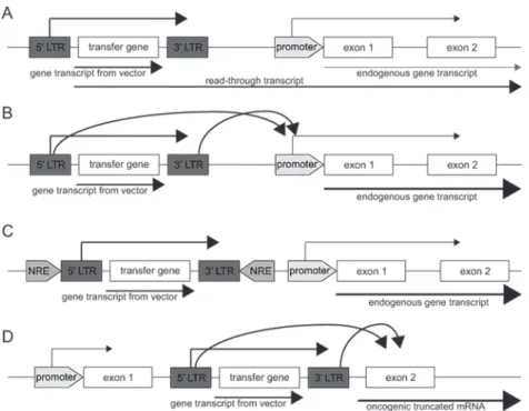 Figure 4: Different mechanisms of insertional mutagenesis leading to aberrant expression of endogenous  genes