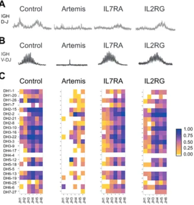 Figure 4: No polyclonal IGH repertoire was generated in developing B cells from Artemis-SCID