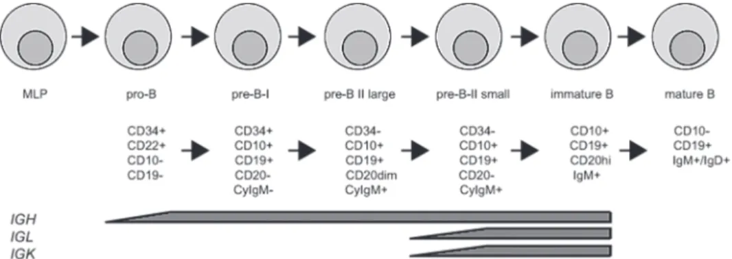 Figure 2: Human B cell development. B  cells  develop  in  the  bone  marrow  from  the  multi-lymphoid  progenitor (MLP)