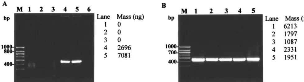 FIG. 2. Evaluation of the optimized protocols for cell lysis and hspScientiﬁcs). PCR primers and conditions were the same as described in the legend of Fig