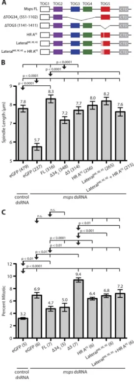 Figure 7.  Deleting or mutating TOG5 does not affect mitotic spindle  length, but dramatically increases mitotic index