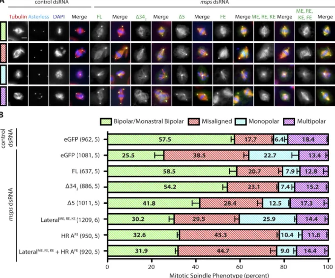 Figure 8.  TOG5 is essential for proper mitotic spindle formation. (A) Representative immunofluorescence images of the four mitotic phenotypes catego- catego-rized in S2 cell mitotic spindle rescue experiments: bipolar/monastral bipolar, misaligned, monopo