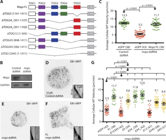 Figure 1.  TOG domains 1, 2, and 5 are sufficient to rescue MT polymerization rates. (A) Msps-eGFP TOG domain deletion constructs examined in S2 cells  for their ability to rescue MT polymerization rates using EB1-tRFP as a readout (C–G)