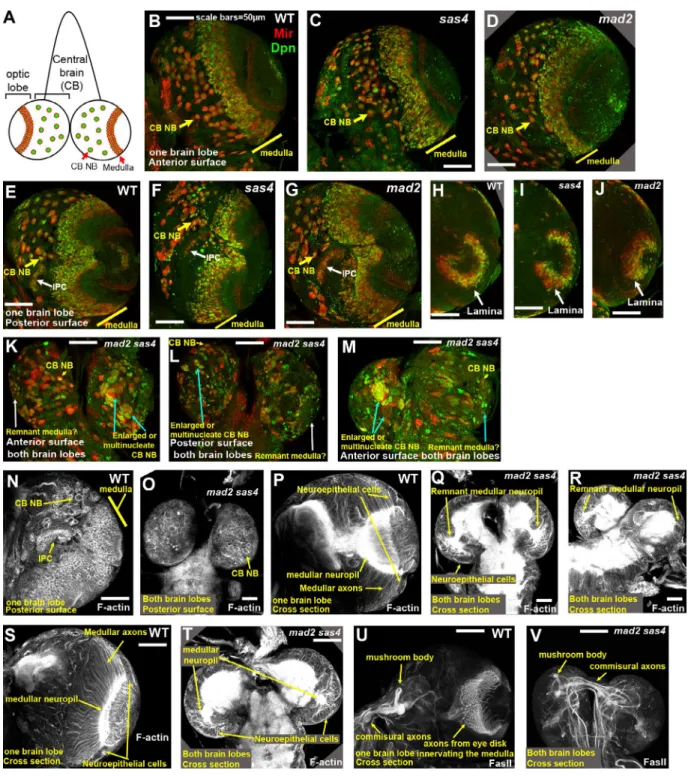 Figure 2.  Loss of centrosomes and the SAC dramatically alters brain architecture. (A) Diagram of the third instar brain