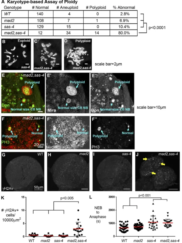Figure 6.  Loss of centrosomes and the SAC dramatically perturbs genome stability. (A–D) Karyotype assay