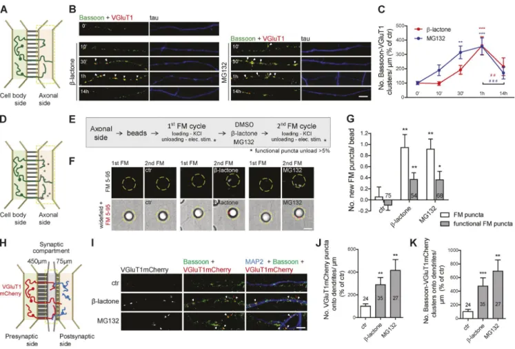 Figure 1.  Axonal proteasome inhibition boosts formation of presynaptic sites. (A) Microfluidic devices