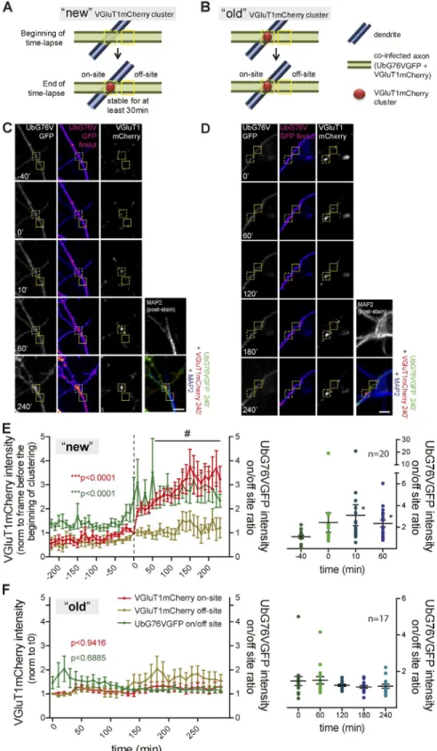 Figure 3.  On-site decreased proteasome ac- ac-tivity during formation of stable VGluT1 clusters  on dendrites