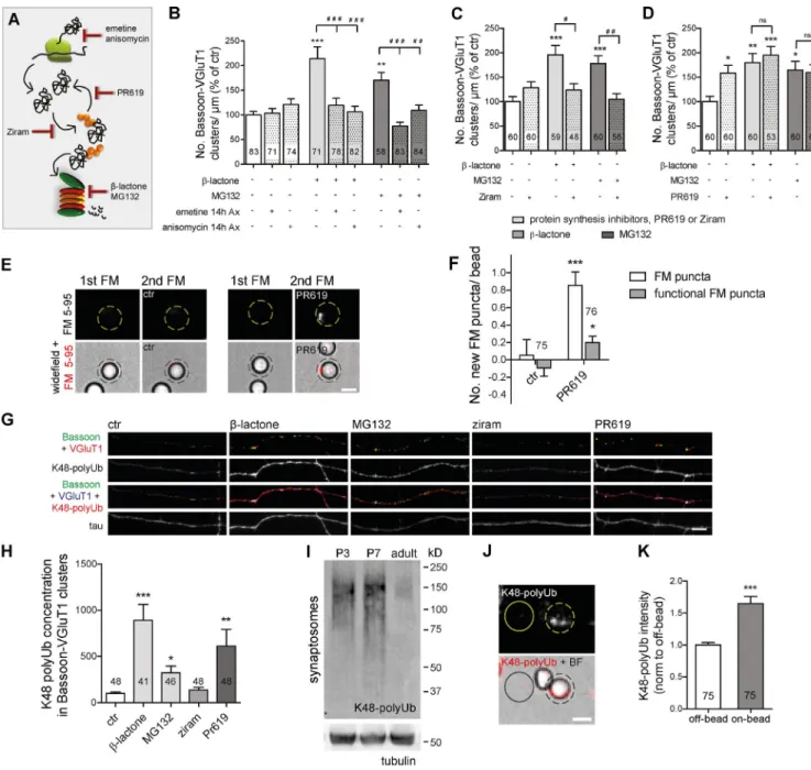 Figure 4.  Presynaptic accumulation of ubiquitinated conjugates is required and sufficient to induce presynaptic assembly