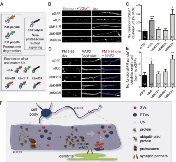 Figure 5.  K48 and K11 polyubiquitination triggers formation of presynaptic sites. (A) Altering levels of endogenous polyUb chains by overexpressing  wt and mutant Ub