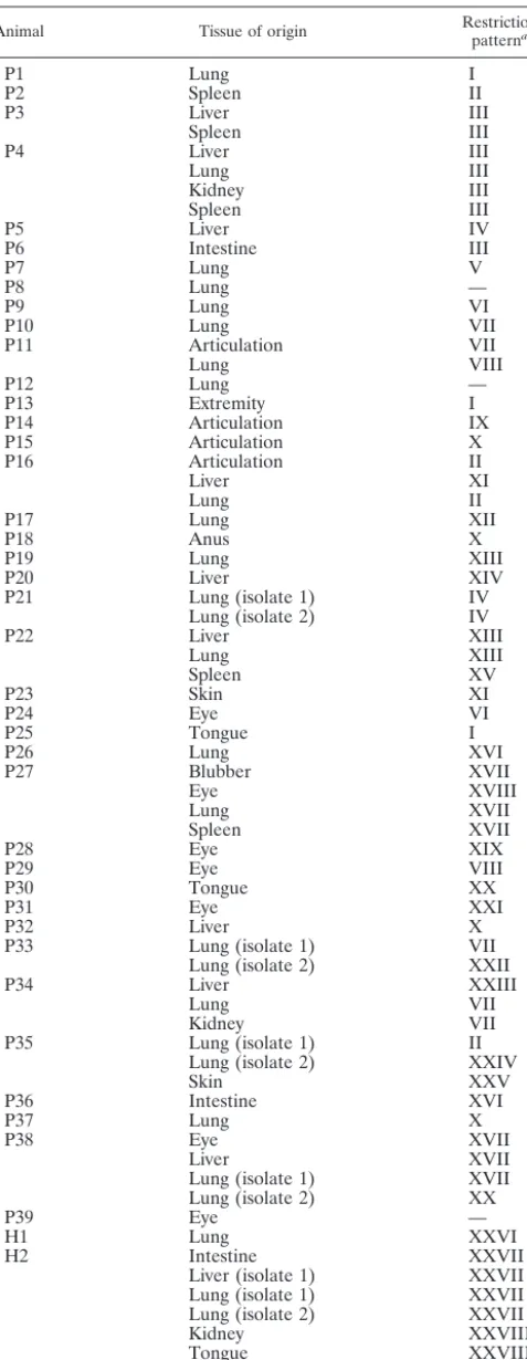 TABLE 2. ApaI restriction patterns of 69 S. phocae isolates from39 harbor seals and 4 grey seals from the North and Baltic seas