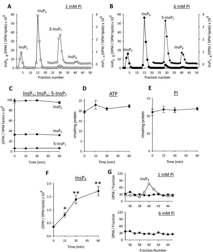 FIGURE 9. The effects of elevated extracellular [P i ] upon phosphate homeostasis and inositol phosphate levels in HCT116 cells