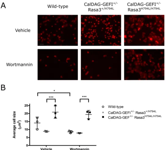 FIGURE 6. Rasa3 hlb and scat forms have deficient RasGAP activity and reduced Rap1GAP activity upon stimulation