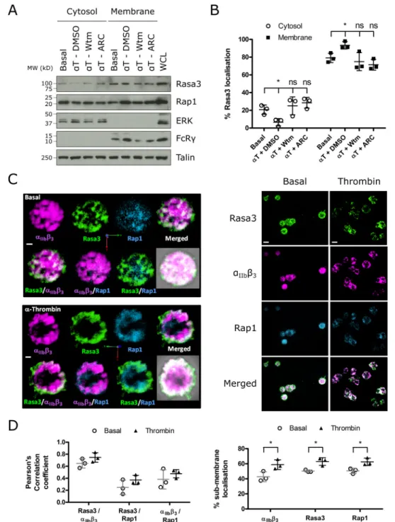 FIGURE 3. Rasa3 translocates to the plasma membrane upon agonist stimulation in a PI3K/P2Y 12 -dependent manner and colocalizes with integrin