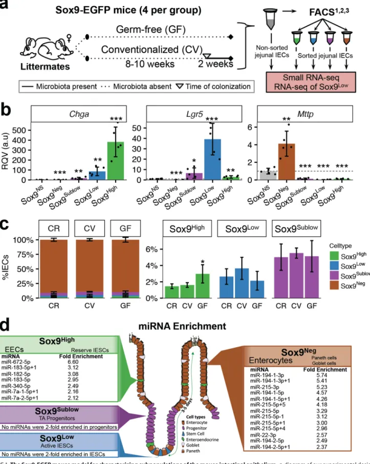 FIGURE 1. The Sox9-EGFP mouse model for characterizing subpopulations of the mouse intestinal epithelium