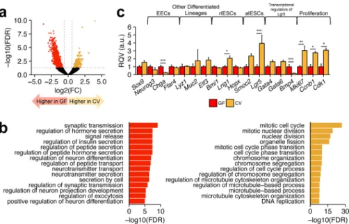 FIGURE 4. RNA-seq analysis of the Sox9 Low population from GF and CV mice. a, volcano plot showing differentially expressed genes in Sox9 Low IESCs between GF and CV mice (n ⫽ 4 animals per condition)