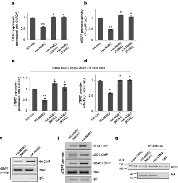 Figure 3. hTERT transcription repression is dependent on DNA binding by NME2. a and b, hTERT mRNA (a) and promoter activity (b) following expression of HA-tagged proteins HA-NME2, HA-NME2(N69H), and HA-NME2(R34A) (R34A and N69H are well-characterized NME2 