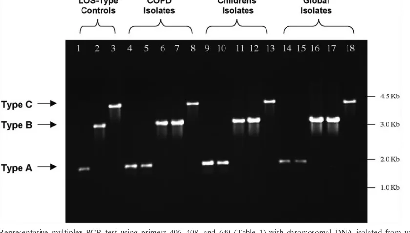 FIG. 1. Organization of lgtmultiplex PCRs. (A) Representative (putative)number DQ137417)