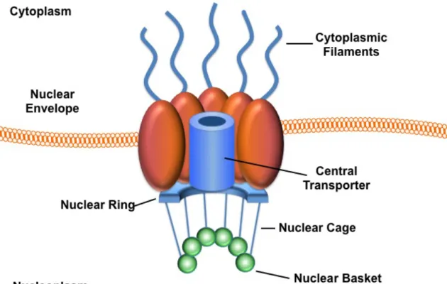 Figure 1.1. Structure of the nuclear pore complex. The nuclear pore complex  (NPC)  is  embedded  in  the  lipid  bilayer  nuclear  envelope