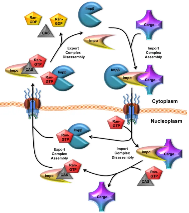 Figure 1.2. Classical NLS-dependent import. The import adaptor, Impα, binds  to the NLS of a cargo molecule