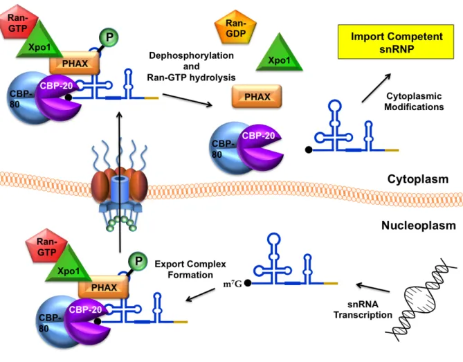 Figure 1.3. Vertebrate snRNA export pathway. U snRNAs are transcribed and  m 7 G  capped  in  the  nucleoplasm