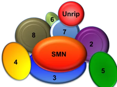 Figure 1.4. Vertebrate SMN complex. The numbered ovals in the complex  represent Gemins2-8
