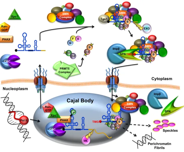 Figure  1.5.  Vertebrate  snRNP  biogenesis  overview.  RNA  polymerase  II  transcribes  the  snRNA  gene  which  then  undergoes  3’  end  cleavage  by  the  integrator  complex  (Int.)  and  is  bound  by  the  cap  binding  complex  (CBC)  and  PHAX en