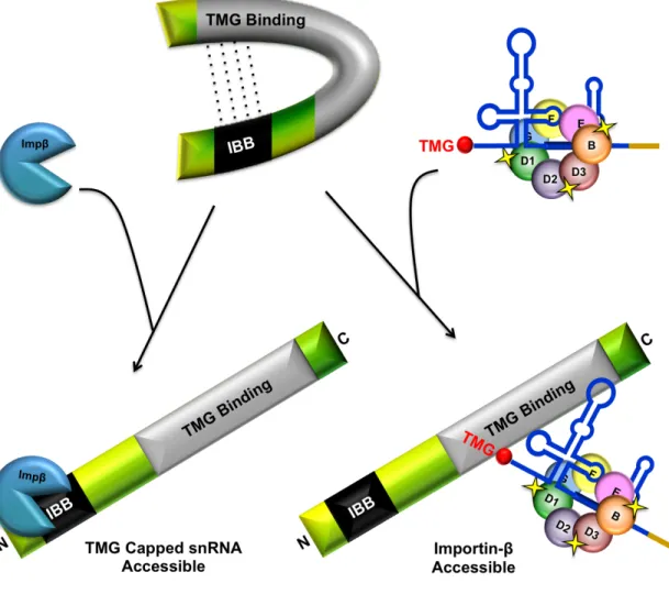 Figure 1.9. Model of Snurportin auto-regulatory snRNP import function. The  N-  and  C-terminus  of  Snurportin  has  been  shown  to  interact