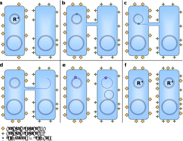 Figure 1-1 Bacterial Conjugation 