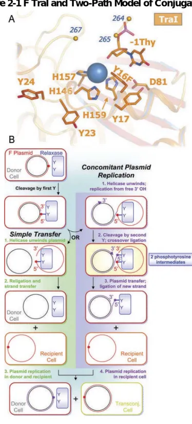Figure 2-1 F TraI and Two-Path Model of Conjugation 