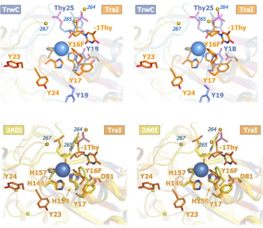 Figure 2-5 Superimposed TraI and TrwC active sites 