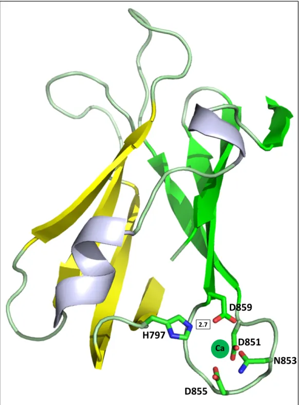 Figure 6.9 2.7 D855 D851 N853D859H797Ca 151