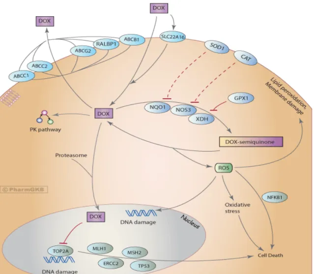 Figure 1: Cellular factors affecting doxorubicin (DOX) response. 