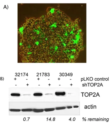Figure 5: Generation of Stable Cell Lines 