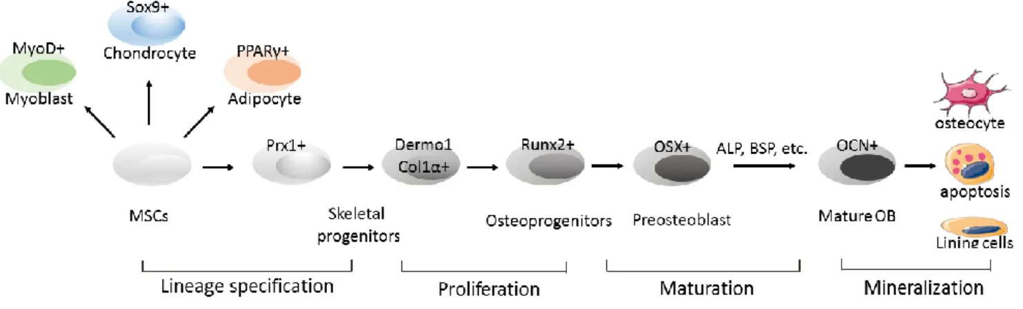 Figure 1.1 Differentiation of primitive mesenchymal stem cells into osteoblasts.  