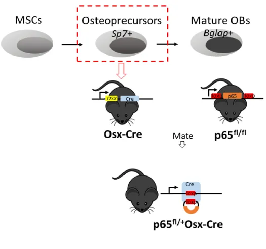 Figure 2.1 Schematic pictures describing the generation of transgenic mouse model. 