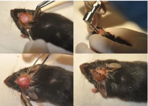 Figure 2.2 Illustration of the critical-sized defect model and procedures in mouse. 